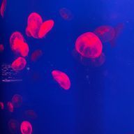 アニメ大好きマンさんのアイコン画像