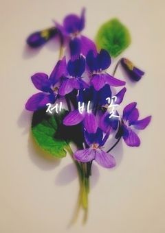 제비꽃 ‪🪻Memo