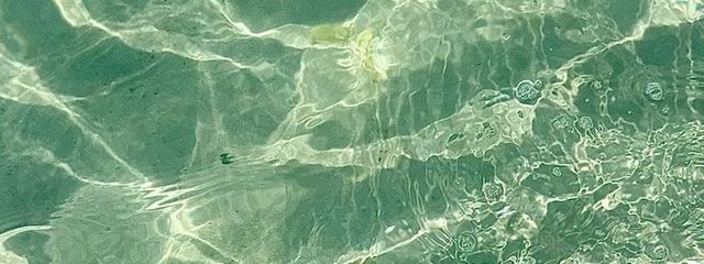 猫夢さんの壁紙画像