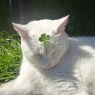 猫夢さんのアイコン画像