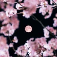 ❁⃘*.ﾟ𝔸𝕐𝔸 .𓂃𓂂ꕤ*.ﾟさんのアイコン画像