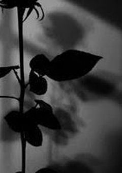 異世界転生した私達、怪獣討伐隊らしい