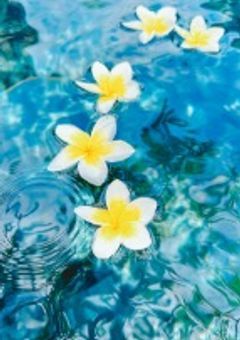 ꩜ 孤 高 の 徒 花 を 咲 か そ う か