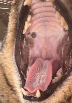 Sくんの住処見る〜?