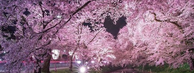 桜さんの壁紙画像