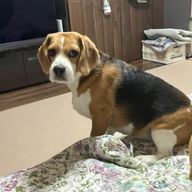 shinon.otsukiさんのアイコン画像