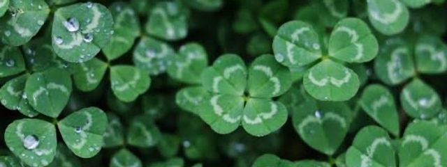 幸葉🍀さんの壁紙画像