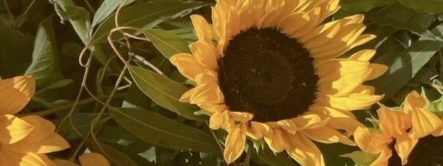 らび🐰さんの壁紙画像