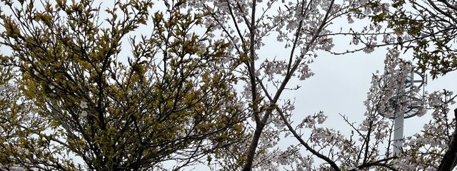 ヌーさんの壁紙画像