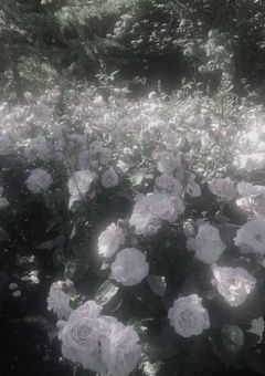 貴 方 と 私 。