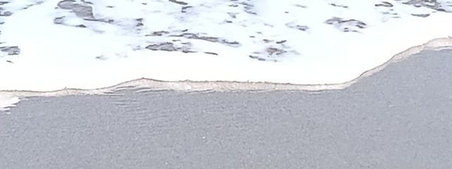 アホウドリさんの壁紙画像
