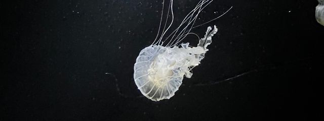 匿名さんの壁紙画像