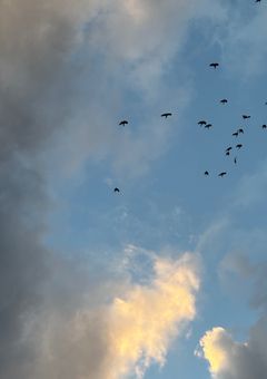 ごめんね。引退します。