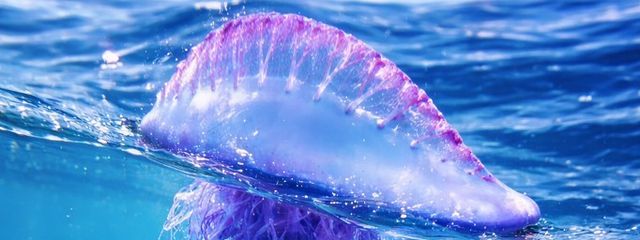 @海の餃子さんの壁紙画像