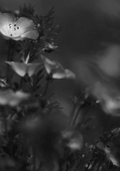 　ᶜ ᵒ ʳ ᵃ ˡ　ᵖ ᵉ ᵃ