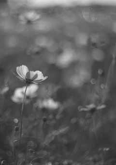 　ᵇ ˡ ᵃ ᶜ ᵏ　ᶜ ᵒ ˢ ᵐ ᵒ ˢ