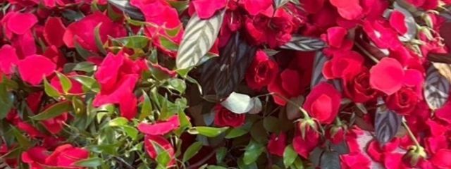 ℍ𝕚𝕟𝕒𝕥𝕒❤️🌹さんの壁紙画像