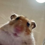 ℍ𝕚𝕟𝕒𝕥𝕒さんのアイコン画像