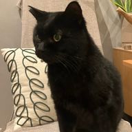 せりなさんのアイコン画像