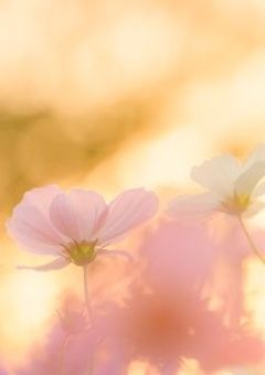 ある日ぶつかった君に恋をしました。