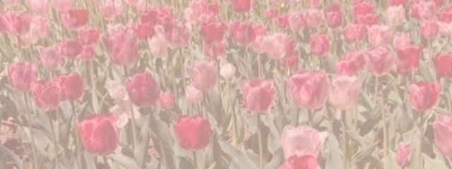 愛菜🥀さんの壁紙画像