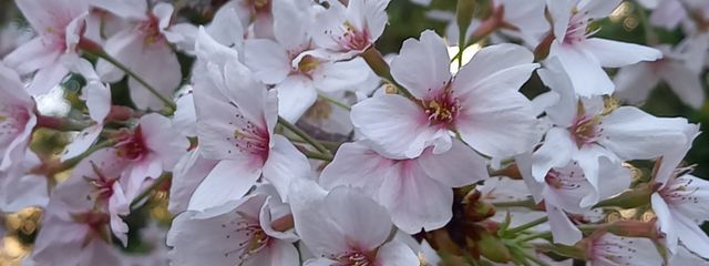 漫画の虫さんの壁紙画像