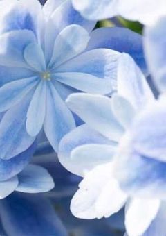 FlowerRYTHEM 【公式】