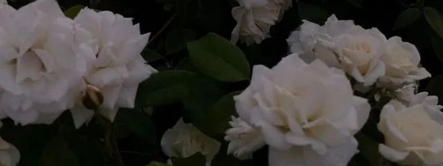  白兎. さんの壁紙画像