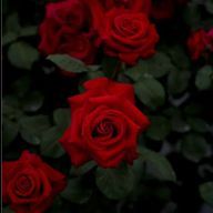 さくら大福🌸🍓さんのアイコン画像