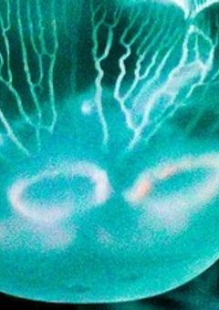 【Ｐ】くろーばーしっくす〔Clover Six〕🍀《公式》