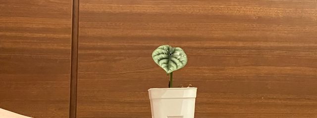 Nariさんの壁紙画像