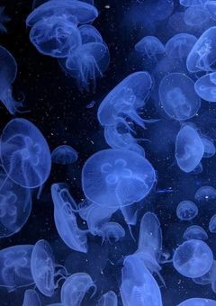 甘い檻の中で［🦐🚹］