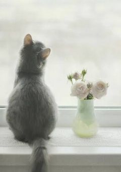 今憧れを捨てる時