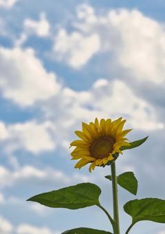 暗闇の中の向日葵