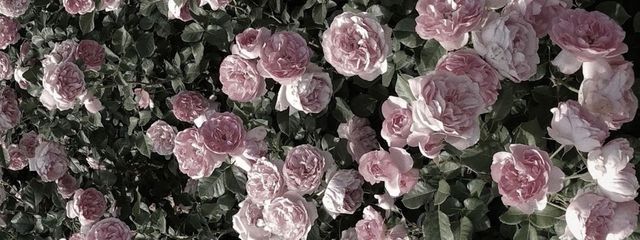 #. ➴⡱ さんの壁紙画像