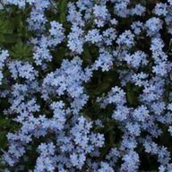 勿忘草さんのアイコン画像